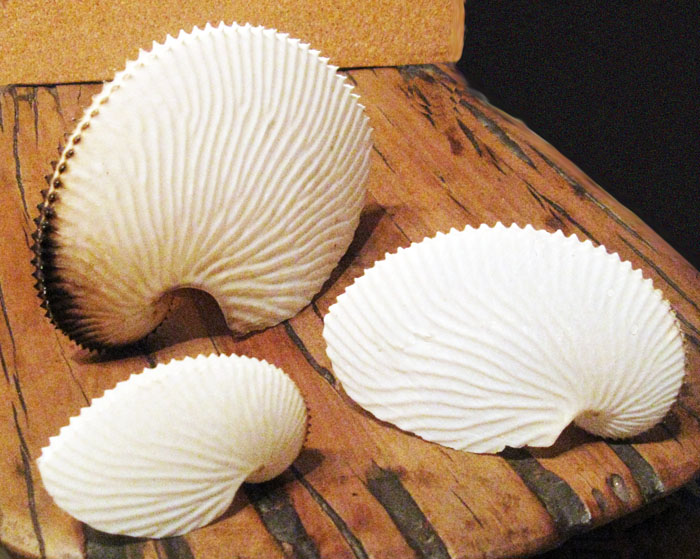 nautilis shells
