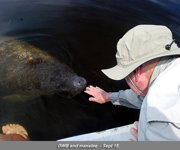 manatee